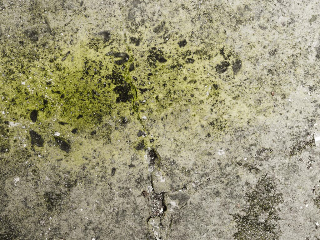 Mold on a concrete surface inside a crawl space in Long Island, NY