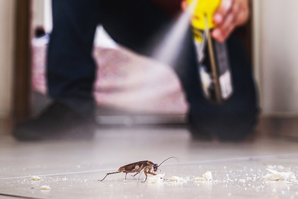 A man spraying a cockroach in a crawl space