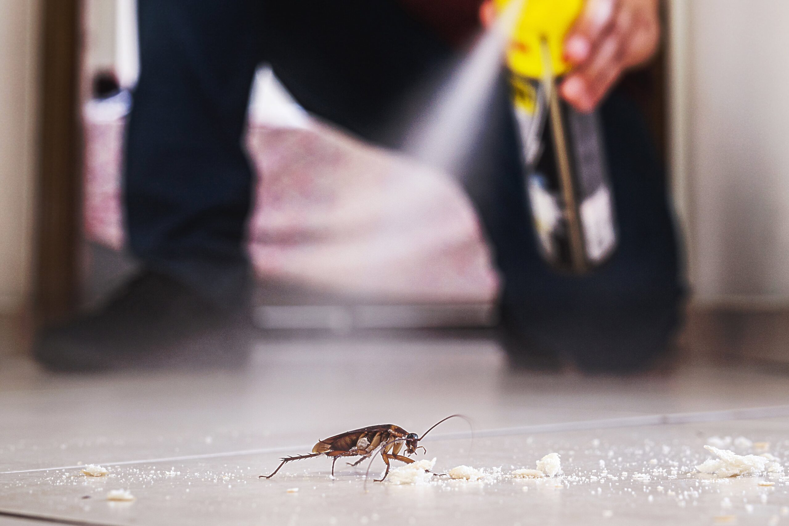 A man spraying a cockroach in a crawl space